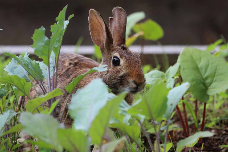 Protect Your Peas: Identifying & Controlling 15 Common Pests