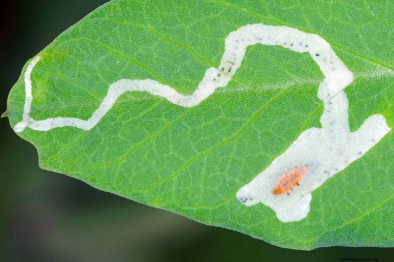 Protect Your Peas: Identifying & Controlling 15 Common Pests