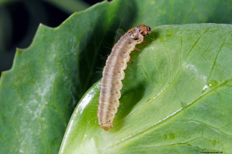 Protect Your Peas: Identifying & Controlling 15 Common Pests
