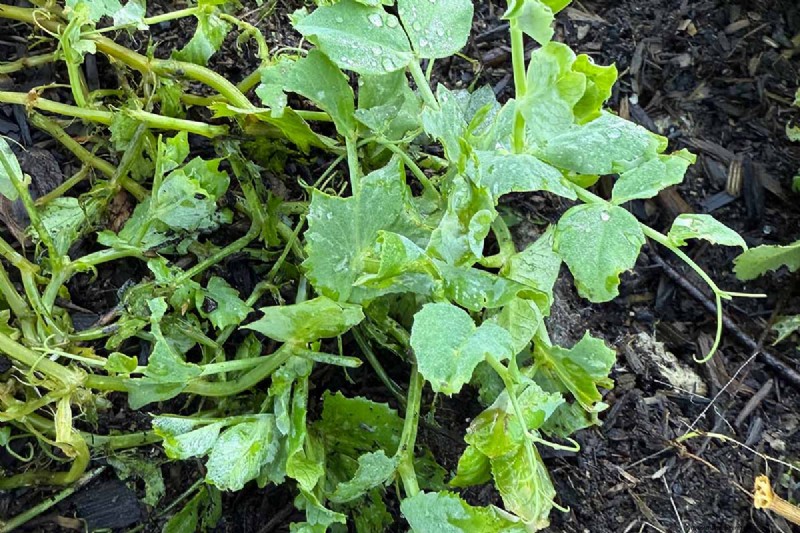 Protect Your Peas: Identifying & Controlling 15 Common Pests