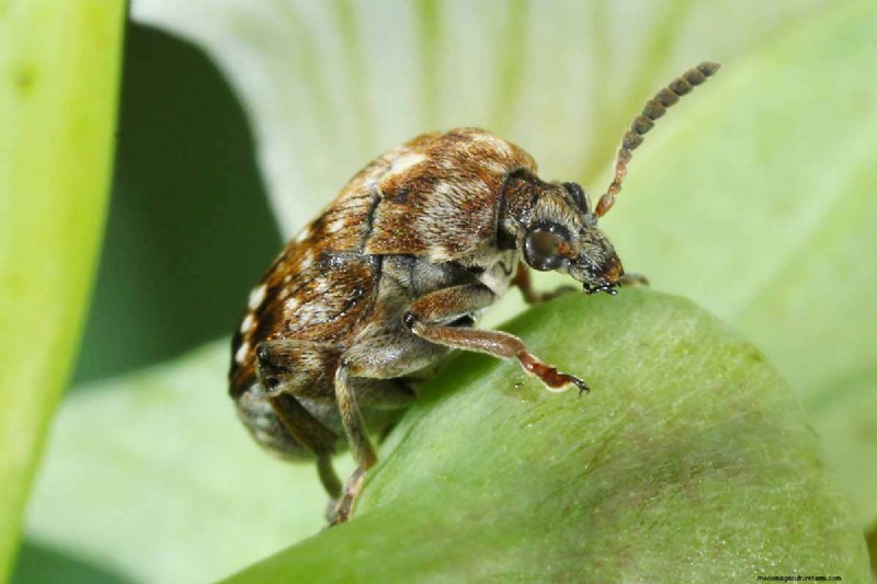 Protect Your Peas: Identifying & Controlling 15 Common Pests