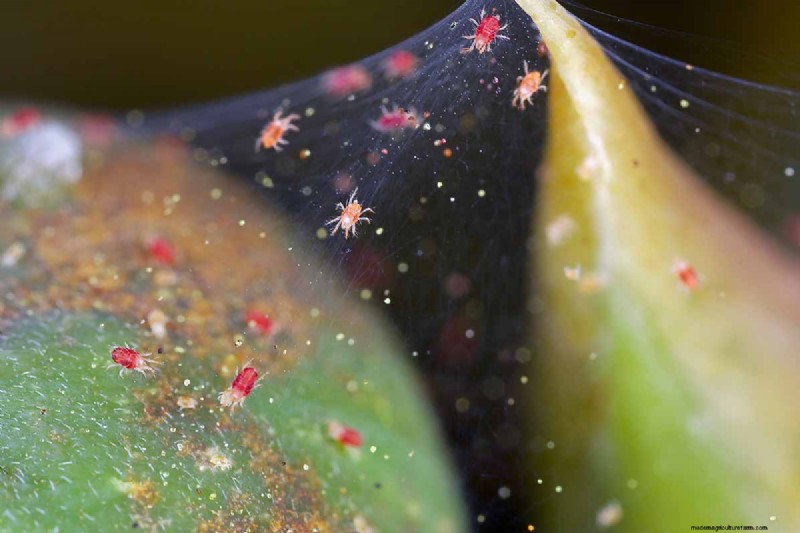 Protect Your Peas: Identifying & Controlling 15 Common Pests