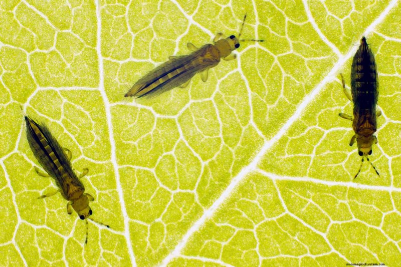 Protect Your Peas: Identifying & Controlling 15 Common Pests