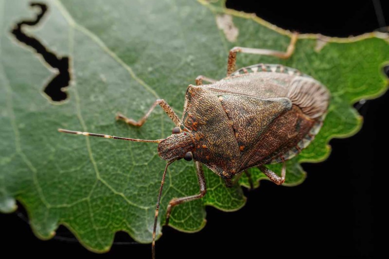 Protect Your Peas: Identifying & Controlling 15 Common Pests