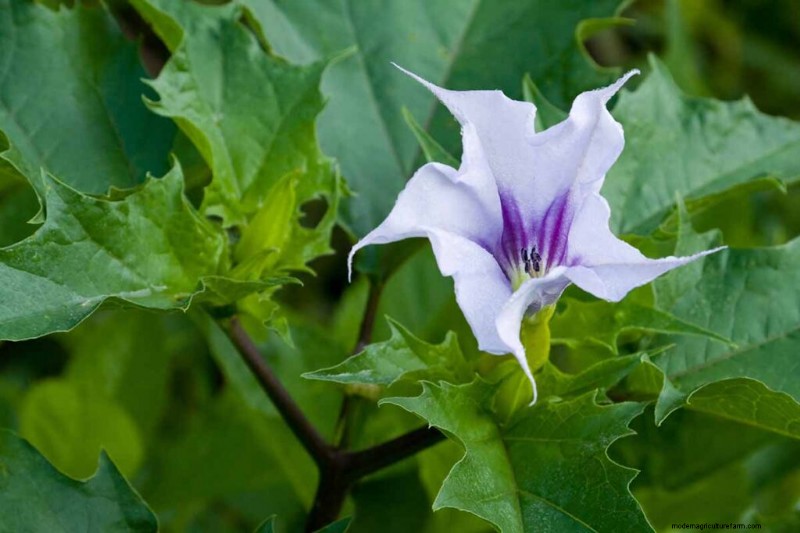 Fragrant Flowers & Shrubs: 19 Varieties to Enchant Your Garden
