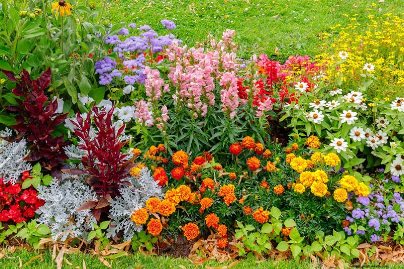 Fragrant Flowers & Shrubs: 19 Varieties to Enchant Your Garden