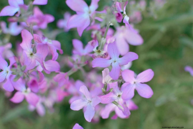Fragrant Flowers & Shrubs: 19 Varieties to Enchant Your Garden