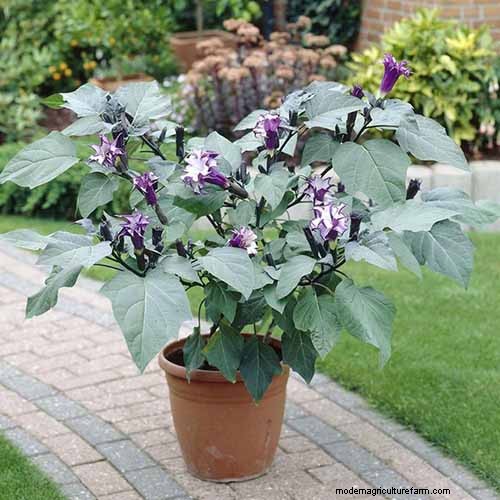 Fragrant Flowers & Shrubs: 19 Varieties to Enchant Your Garden