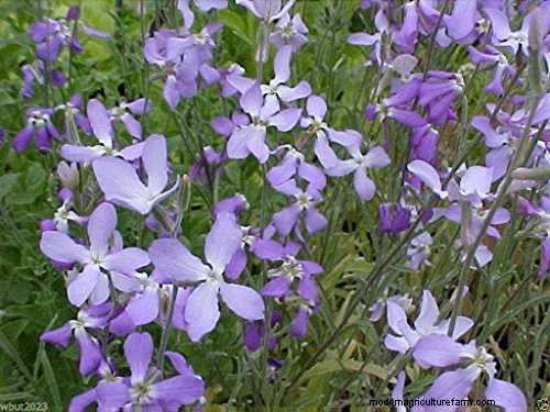 Fragrant Flowers & Shrubs: 19 Varieties to Enchant Your Garden