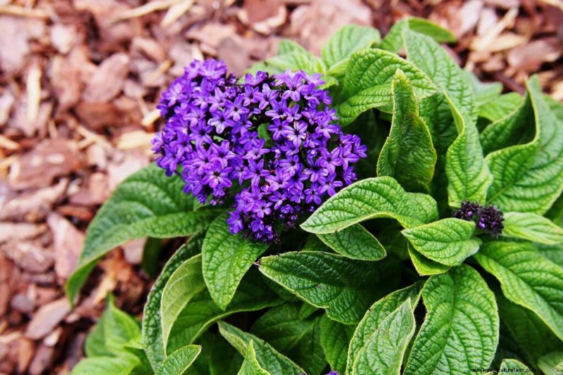 Fragrant Flowers & Shrubs: 19 Varieties to Enchant Your Garden