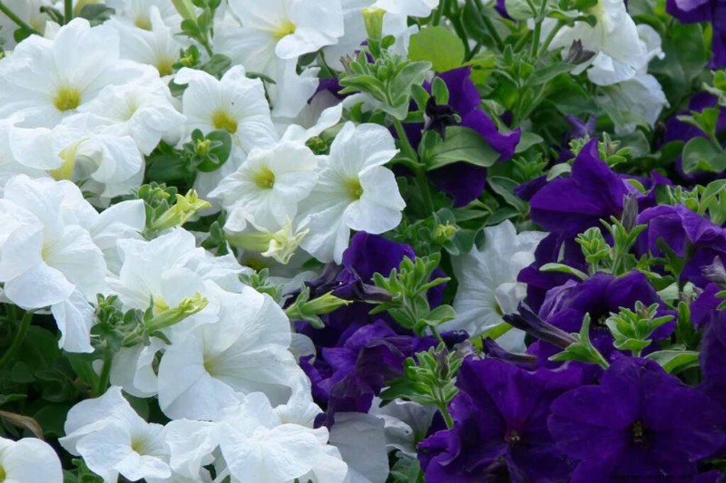Fragrant Flowers & Shrubs: 19 Varieties to Enchant Your Garden