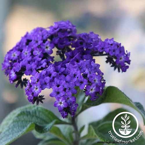 Fragrant Flowers & Shrubs: 19 Varieties to Enchant Your Garden