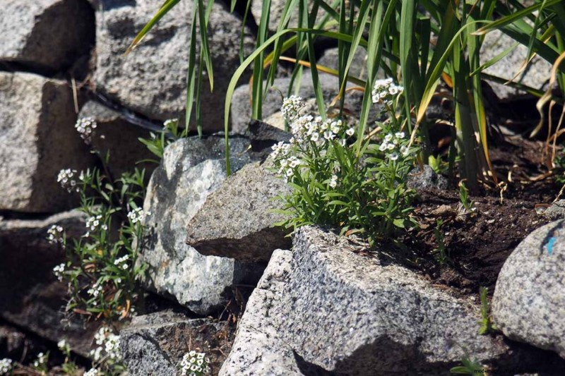 Fragrant Flowers & Shrubs: 19 Varieties to Enchant Your Garden