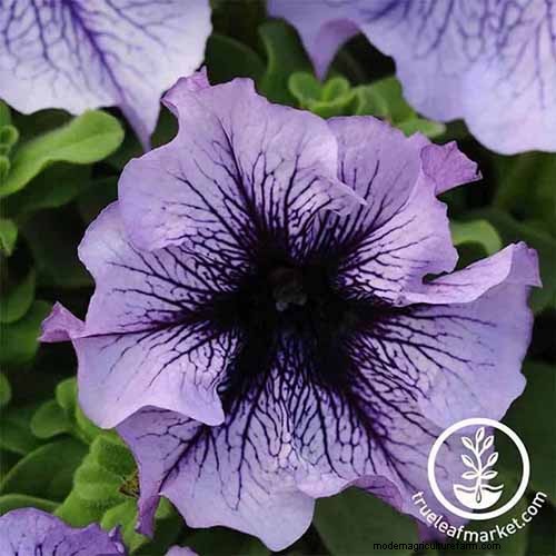 Fragrant Flowers & Shrubs: 19 Varieties to Enchant Your Garden