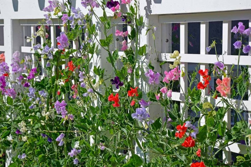 Fragrant Flowers & Shrubs: 19 Varieties to Enchant Your Garden