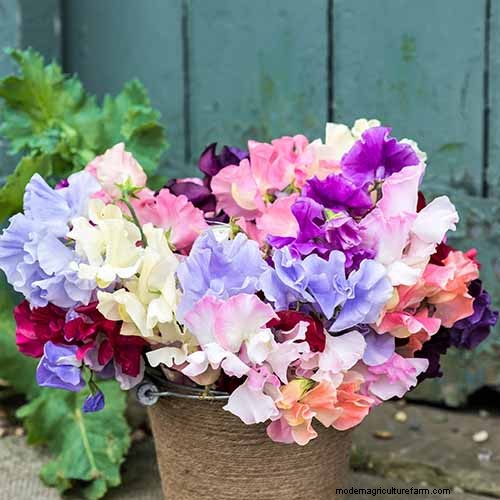 Fragrant Flowers & Shrubs: 19 Varieties to Enchant Your Garden
