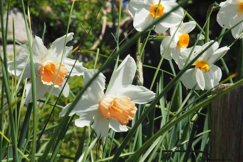 Fragrant Flowers & Shrubs: 19 Varieties to Enchant Your Garden