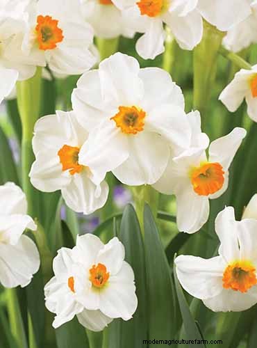 Fragrant Flowers & Shrubs: 19 Varieties to Enchant Your Garden