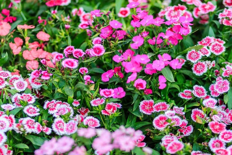 Fragrant Flowers & Shrubs: 19 Varieties to Enchant Your Garden