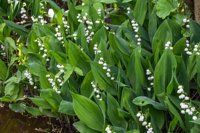 Fragrant Flowers & Shrubs: 19 Varieties to Enchant Your Garden