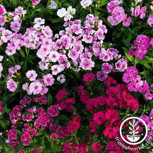 Fragrant Flowers & Shrubs: 19 Varieties to Enchant Your Garden