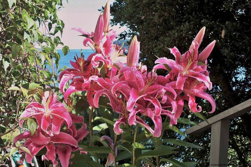 Fragrant Flowers & Shrubs: 19 Varieties to Enchant Your Garden