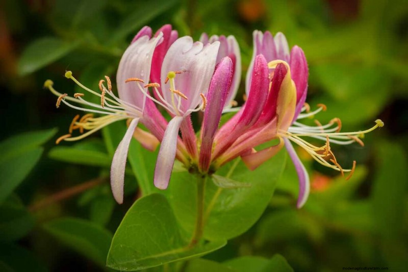 Fragrant Flowers & Shrubs: 19 Varieties to Enchant Your Garden