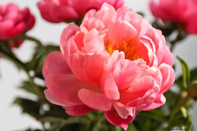 Fragrant Flowers & Shrubs: 19 Varieties to Enchant Your Garden