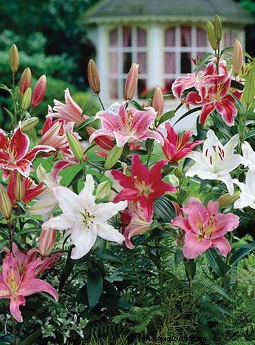 Fragrant Flowers & Shrubs: 19 Varieties to Enchant Your Garden