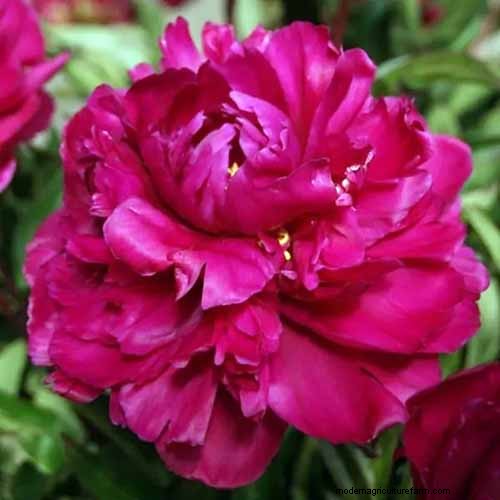 Fragrant Flowers & Shrubs: 19 Varieties to Enchant Your Garden