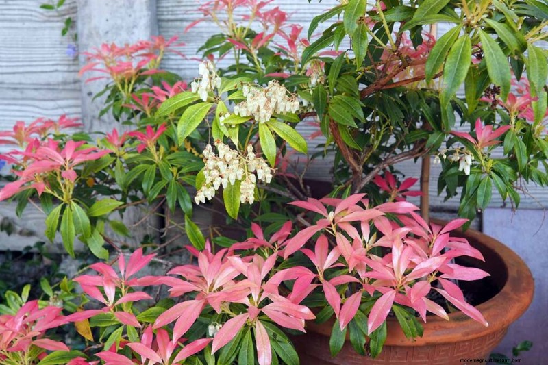 Fragrant Flowers & Shrubs: 19 Varieties to Enchant Your Garden
