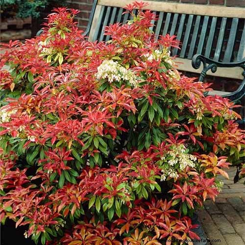 Fragrant Flowers & Shrubs: 19 Varieties to Enchant Your Garden