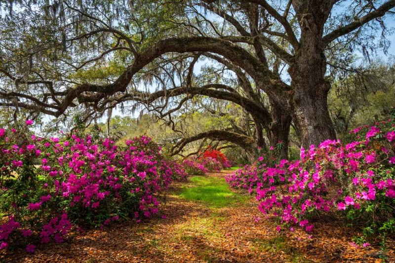 Fragrant Flowers & Shrubs: 19 Varieties to Enchant Your Garden