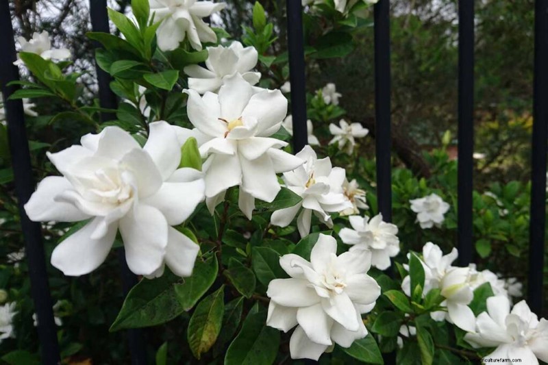 Fragrant Flowers & Shrubs: 19 Varieties to Enchant Your Garden