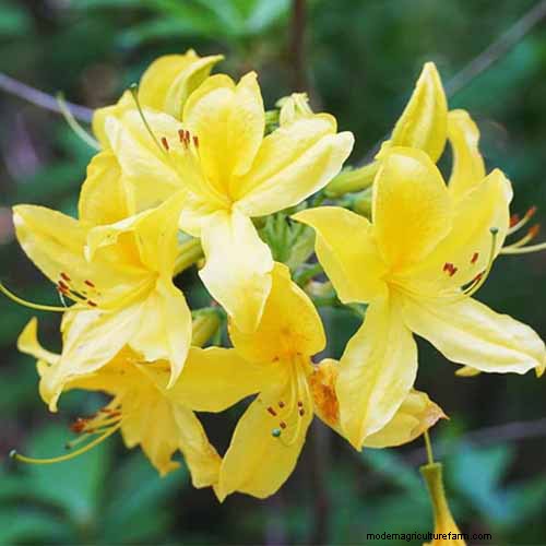 Fragrant Flowers & Shrubs: 19 Varieties to Enchant Your Garden