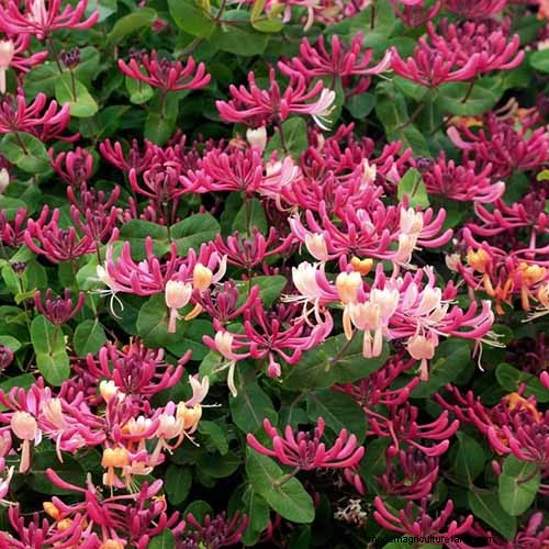 Fragrant Flowers & Shrubs: 19 Varieties to Enchant Your Garden