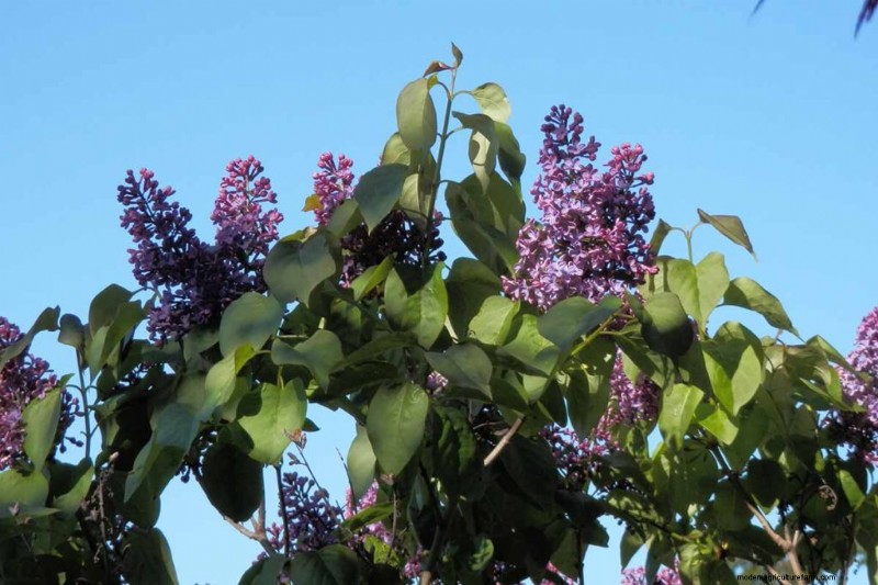 Fragrant Flowers & Shrubs: 19 Varieties to Enchant Your Garden