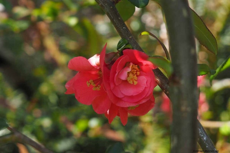 Fragrant Flowers & Shrubs: 19 Varieties to Enchant Your Garden