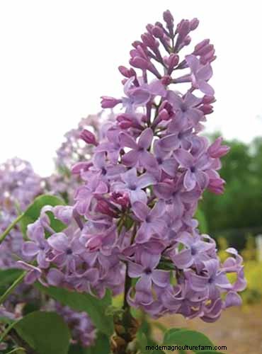 Fragrant Flowers & Shrubs: 19 Varieties to Enchant Your Garden