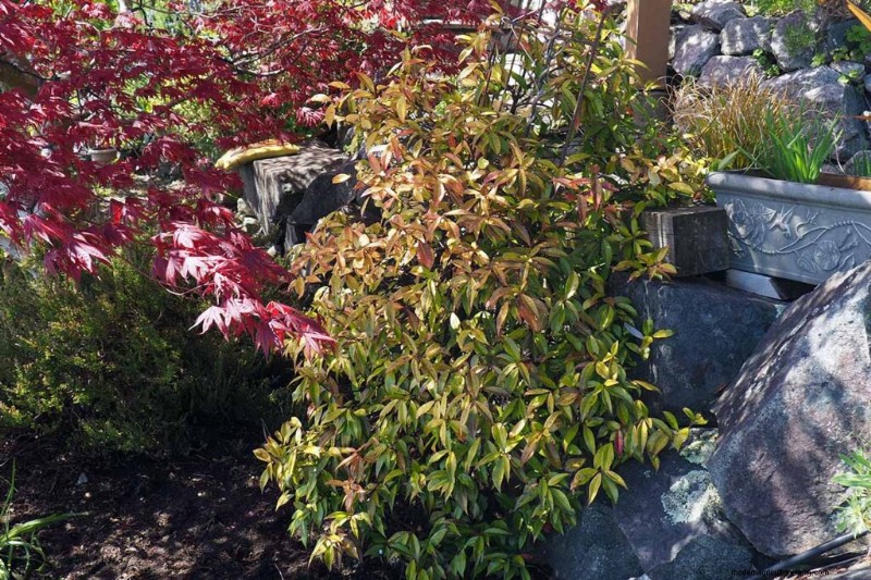 Fragrant Flowers & Shrubs: 19 Varieties to Enchant Your Garden
