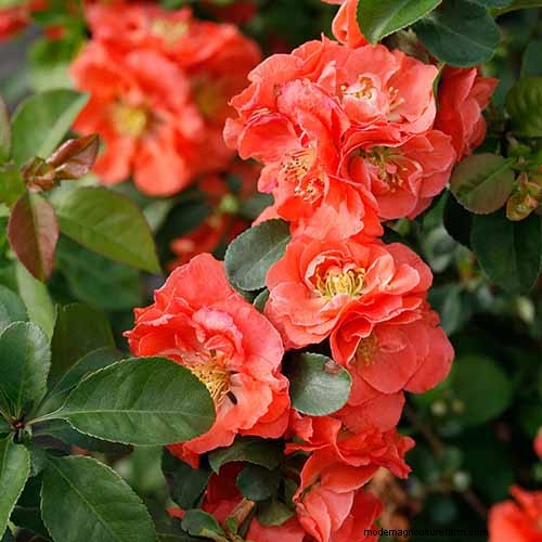 Fragrant Flowers & Shrubs: 19 Varieties to Enchant Your Garden