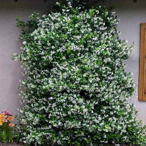 Fragrant Flowers & Shrubs: 19 Varieties to Enchant Your Garden
