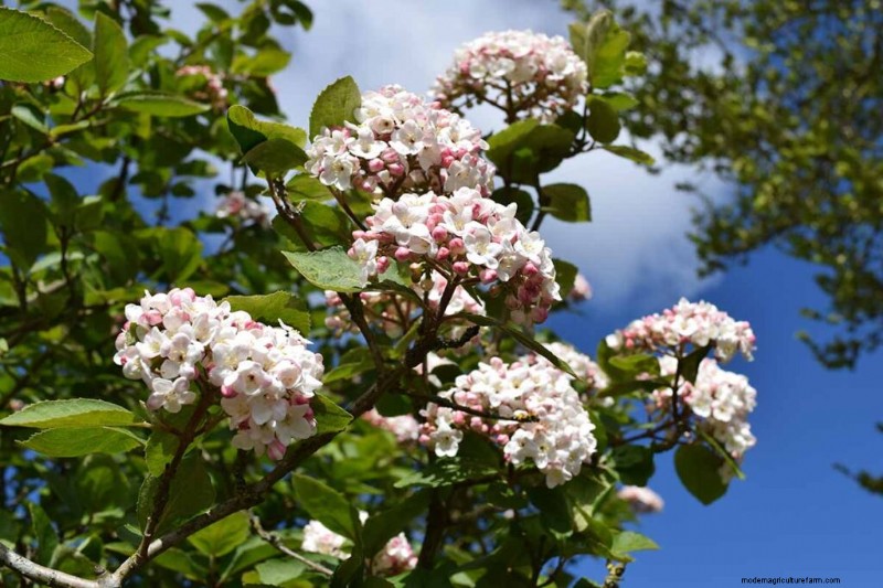 Fragrant Flowers & Shrubs: 19 Varieties to Enchant Your Garden