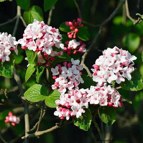 Fragrant Flowers & Shrubs: 19 Varieties to Enchant Your Garden