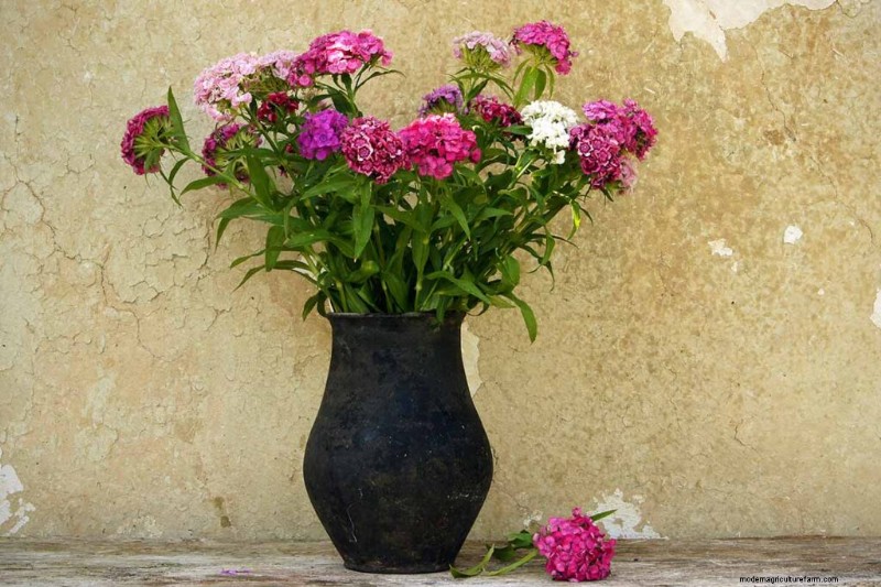 Fragrant Flowers & Shrubs: 19 Varieties to Enchant Your Garden