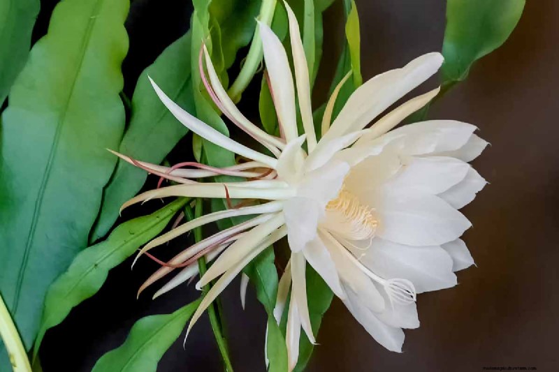 Epiphyllum Care: A Complete Guide to Growing Orchid Cacti Indoors
