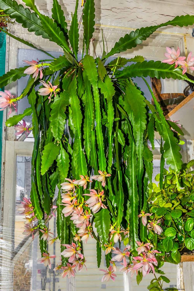 Epiphyllum Care: A Complete Guide to Growing Orchid Cacti Indoors