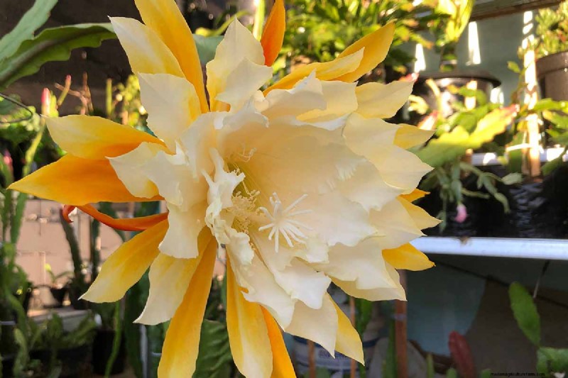 Epiphyllum Care: A Complete Guide to Growing Orchid Cacti Indoors