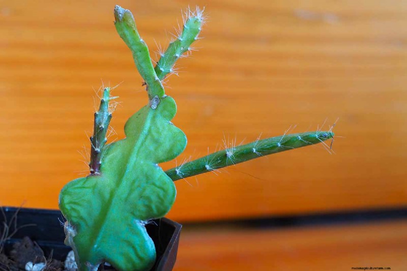 Epiphyllum Care: A Complete Guide to Growing Orchid Cacti Indoors