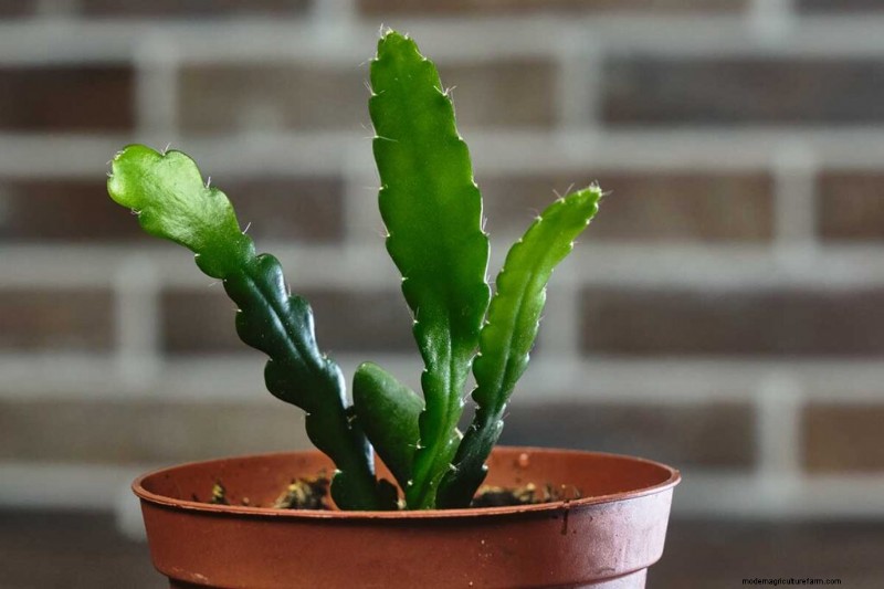 Epiphyllum Care: A Complete Guide to Growing Orchid Cacti Indoors